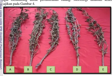 Gambar 4 Morfologi tanaman kedelai setelah panen pada musim ke dua. 