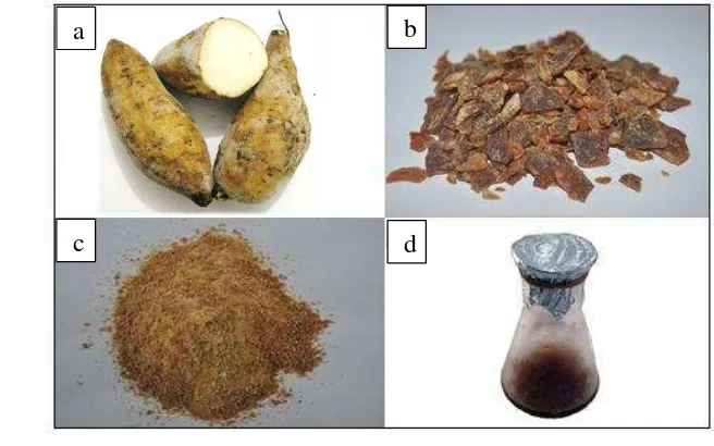 Gambar 7 Ubi jalar (Ipomoea batatas) berumbi putih yang digunakan sebagai sumber oligosakarida: a) mentah, b) setelah dikukus, diiris tipis dan dikeringkan, c) tepung, d) larutan stok ekstrak ubi jalar 