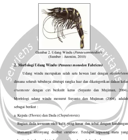 Gambar 2. Udang Windu (Panaeusmonodon)