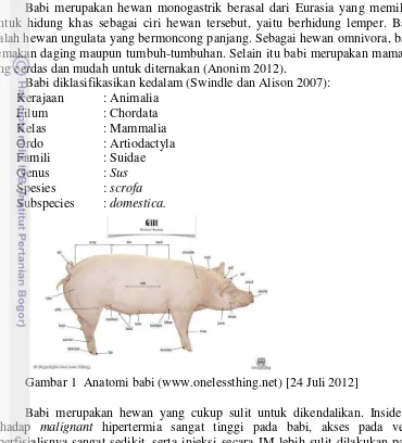 Tabel 1 Data fisiologis babi 
