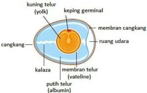 Gambar 1. Struktur Telur  A.  PENILAIAN KUALITAS TELUR SECARA SUBJEKTIF 