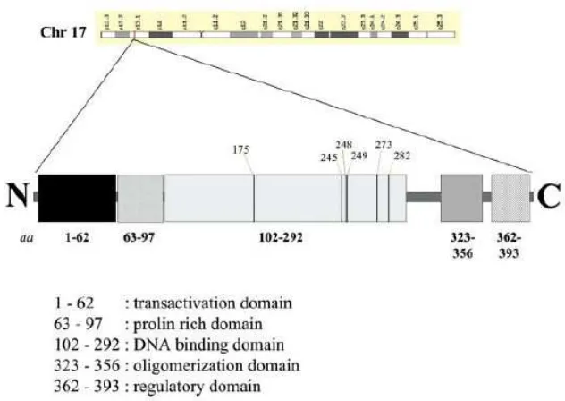 Gambar 2. p53 manusia beserta pembagian domainnya. Lokalisasi kromosomal 