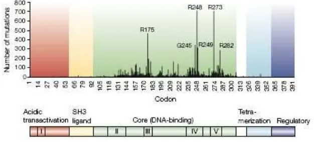 Gambar 3. Frekuensi dan distribusi mutasi p53. Daerah I−V merupakan daerah 