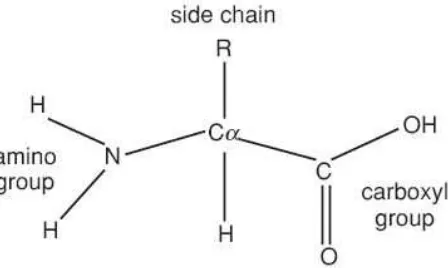 Gambar 6. Struktur dasar asam amino. 