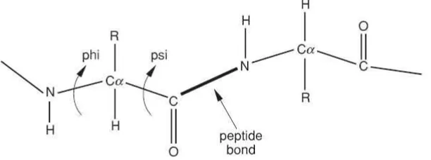 Gambar 7. Sudut dihedral psi dan phi pada backbone protein (Arjunan, Deris, & 