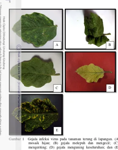 Gambar 1  Gejala infeksi virus pada tanaman terung di lapangan. (A) gejala 