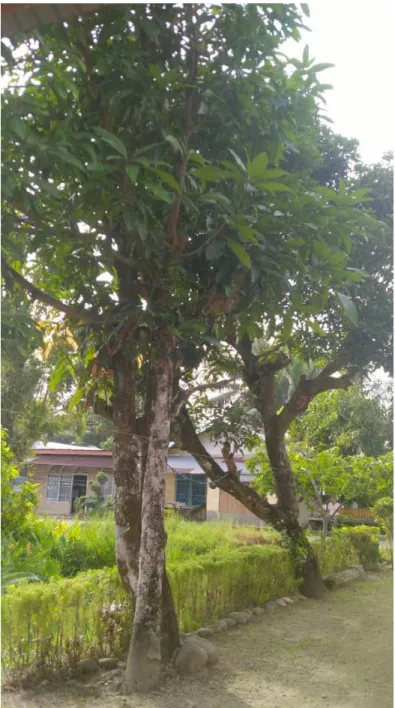 Gambar 3. Pohon Mangga Arumanis (Mangifera indica L.)  Sumber : Pribadi 