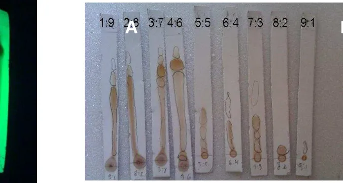 Gambar 1 Uji KLT ekstrak kulit bawang merah pada eluen tunggal (A) (1)etanol, (2)dietil eter, (3)metanol, (4)kloroform, (5)heksana, (6)etil asetat ; dan (B) n-hekasana:etil asetat 