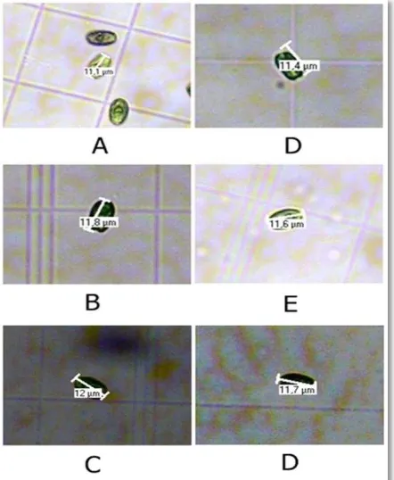 Gambar 6. Ukuran                                      fotobioreaktorTetraselmis suecica  pada kolam arus terbuka A(hari ke-0), B  (hari ke-5) dan C ( hari ke-10)