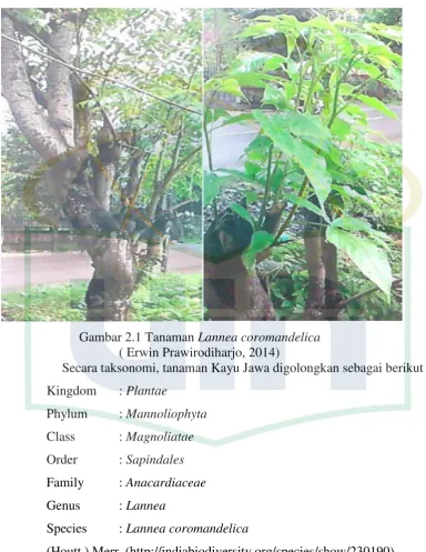 Gambar 2.1 Tanaman Lannea coromandelica 