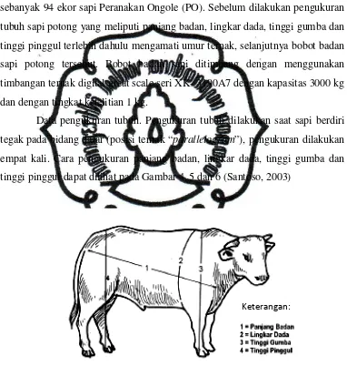 Gambar 4. Berbagai pengukuran ukuran tubuh pada ternak sapi 