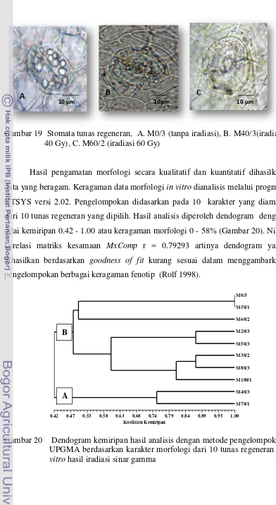 Gambar 19  Stomata tunas regeneran,  A. M0/3 (tanpa iradiasi), B. M40/3(iradiasi 