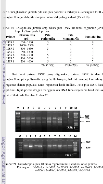 Tabel 10 Rekapitulasi jumlah amplifikasi pita DNA 10 tunas regeneran jeruk 