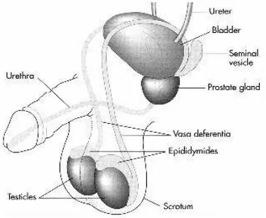 Gambar 1. Proses Vasektomi 