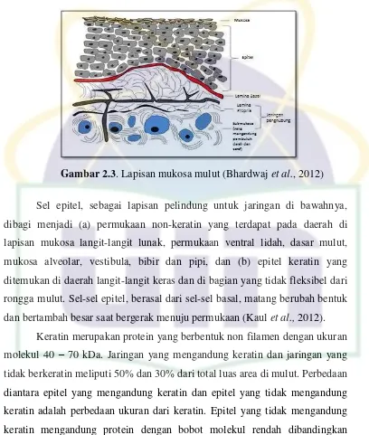 Gambar 2.3. Lapisan mukosa mulut (Bhardwaj et al., 2012) 