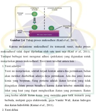 Gambar 2.4. Tahap proses mukoadhesi (Kaul et al., 2011) 