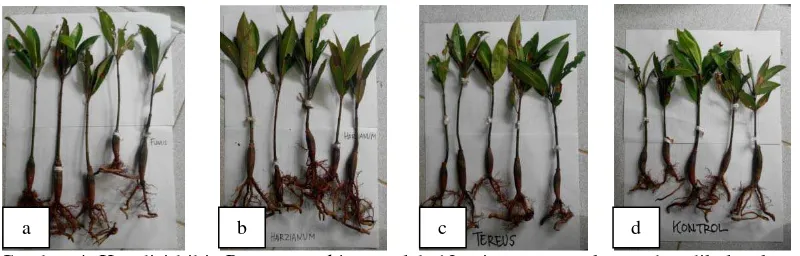 Gambar 4. Kondisi bibit B. gymnorrhiza setelah 12 minggu pengukuran dan dikeluarkan dari polibag dengan perlakuan (a) A