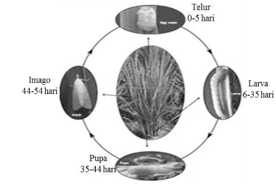 Gambar 2.1  Siklus hidup penggerek batang padi kuning 