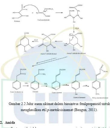 Gambar 2.2 Jalur asam sikimat dalam biosintesa fenilpropanoid untuk