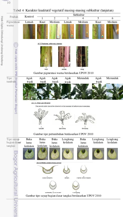 Tabel 4  Karakter kualitatif vegetatif masing-masing subkultur (lanjutan) 