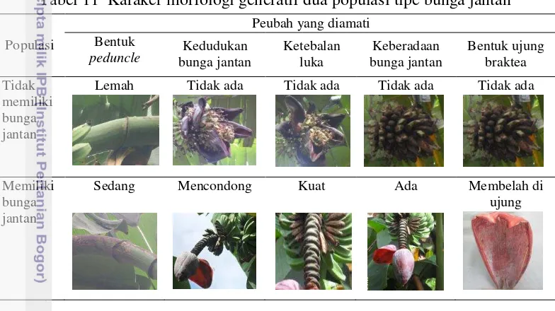 Tabel 11  Karaker morfologi generatif dua populasi tipe bunga jantan 