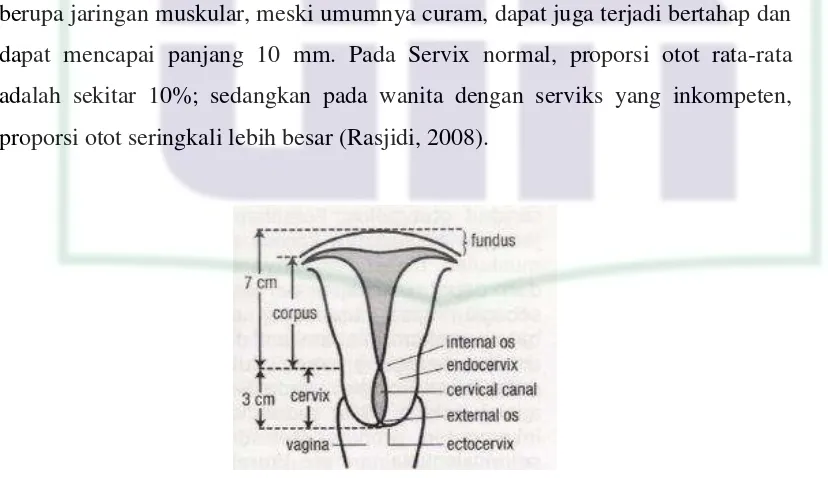 Gambar 2.2 Gambar skematis uterus dan serviks  Sumber : WHO, 2006 