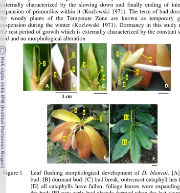 Figure 1 Leaf flushing morphological development of D. blancoi. [A] early 