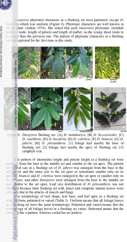 Figure 6 Diospyros flushing set. [A] D. malabarica; [B] D. beccarioides; [C] 