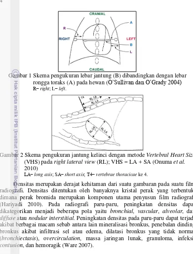 Gambar 2 Skema pengukuran jantung kelinci dengan metode  Vertebral Heart Size  