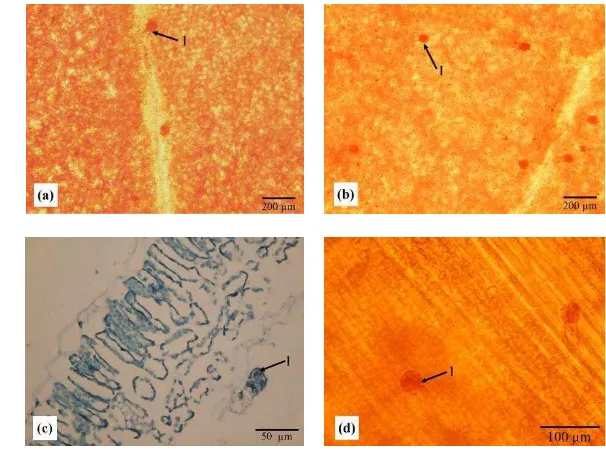 Gambar 1  Sayatan paradermal epidermis adaksial daun ciplukan (a), sayatan paradermal 