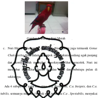 Gambar 2. Burung Nuri Merah 