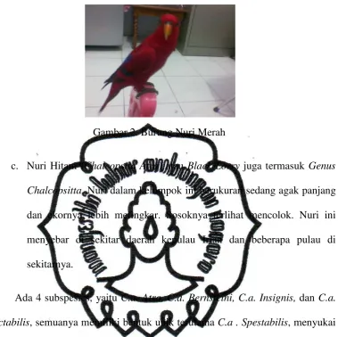 Gambar 2. Burung Nuri Merah 
