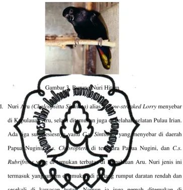 Gambar 3. Burung Nuri Hitam 