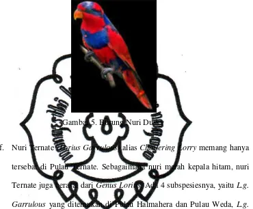 Gambar 5. Burung Nuri Dusky 