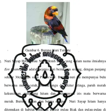 Gambar 7. Burung Nuri Merah Biak commit to user 