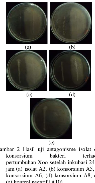 Gambar 2 Hasil uji antagonisme isolat dan konsorsium bakteri terhadap pertumbuhan Xoo setelah inkubasi 24-48 jam (a) isolat A2, (b) konsorsium A5, (c) konsorsium A6, (d) konsorsium A8, dan (e) kontrol negatif (A10)