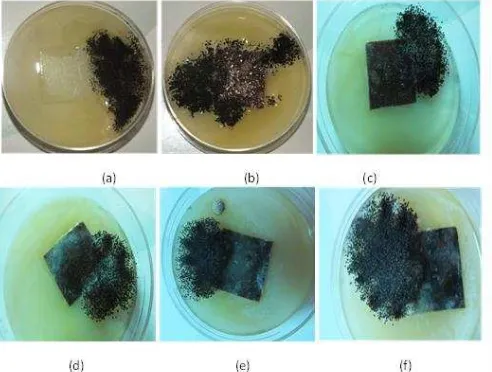 Gambar 4  Pengujian  biodegradable secara kualitatif biokomposit klobot jagung dengan kapang Aspergilus niger (a) LLDPE (b) 30% (c) 40% (d) 50%  (e) 60% (f) 70% klobot jagung 