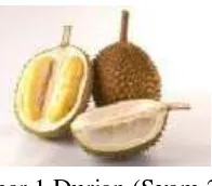 Gambar 1 Durian (Syam 2011) 