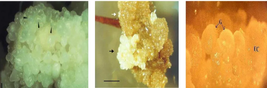 Gambar 3. Foto kalus embriogenik pada tanaman (a) padi, (b) kakao, dan (c) bawang putih (Sumber : Mariani et al., 2002, Santos et al., 2005, dan Mariani et al., 2003)