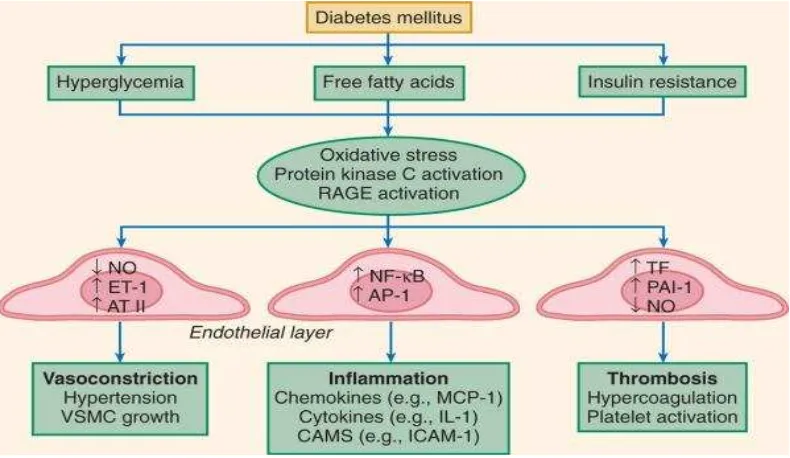 Gambar 2.4. Disfungsi endotel pada diabetes mellitus (dikutip dari 
