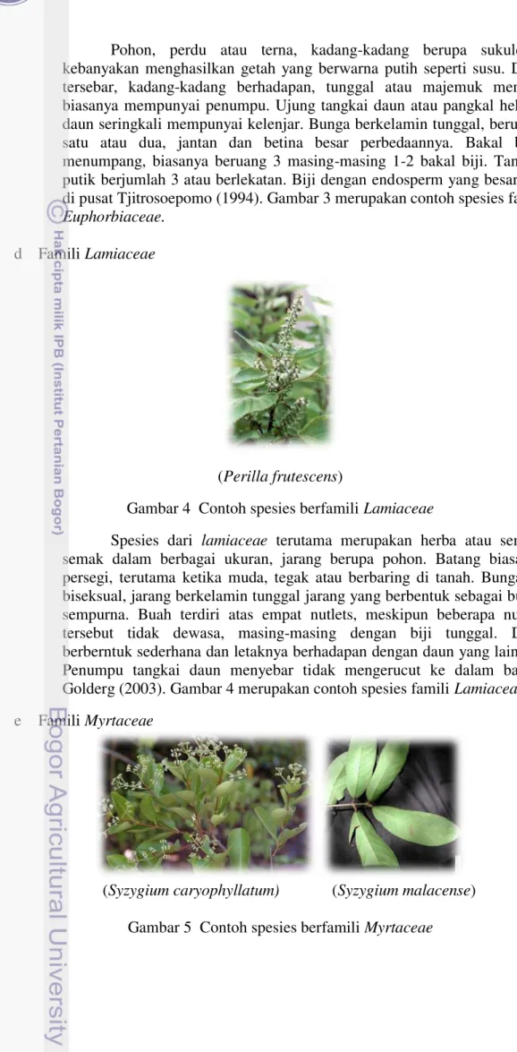 Gambar 4 4 Contoh spesies berfamili Lamiaceae 