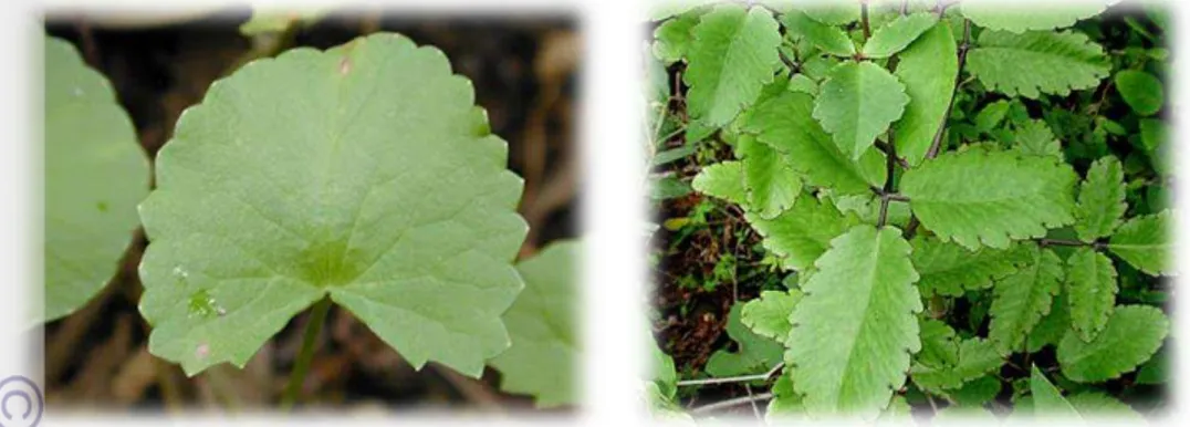 Gambar 10 10 Bentuk morfologi daun famili Apiacea dan Crasslucase  Gambar  10  menunjukkan  salah  satu  ciri-ciri  taksonomi  famili  Apiacea  dan  famili  Crasslucase  yang  memiliki  kesamaan  pada  bagian  bentuk  daun  yang  bergelombang  pada  sisiny