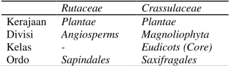 Tabel 20 Taksonomi Rutaceae dan Crassulaceae Rutaceae  Crassulaceae  Kerajaan  Plantae  Plantae 