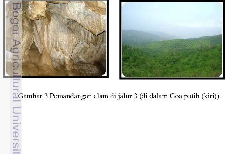 Gambar 2 Potensi wisata di jalur 2 berupa tegakan Agathis dan Puspa  