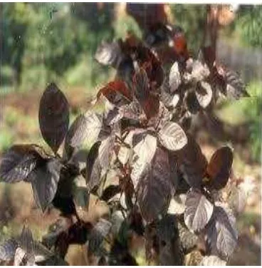 Gambar 1 Daun wungu (Graptophyllum pictum ( L.) Griff.) 