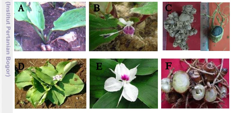 Gambar 1. Keragaan Tanaman K.  parviflora dan K. galanga. Tanaman (A), 