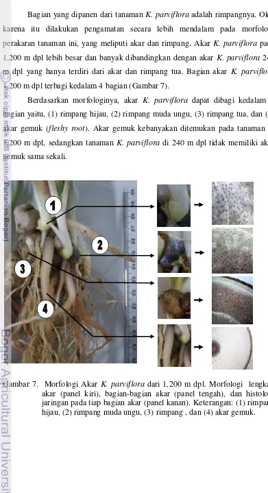 Gambar 7.  Morfologi Akar K. parviflora dari 1,200 m dpl. Morfologi  lengkap akar (panel kiri), bagian-bagian akar (panel tengah), dan histologi jaringan pada tiap bagian akar (panel kanan)