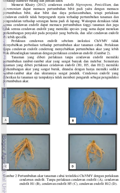 Gambar 2 Pertumbuhan akar tanaman cabai terinfeksi ChiVMV dengan perlakuan 