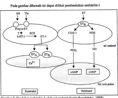 Gambar 2. Produksi endotelin-l oleh sel endotel (kutip Ruschitzka, 1998)