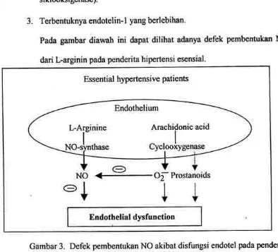 Gambar 3. Defek pembentukan NO akibat disfungsi endotel pada penderitaHipertensi (kutip Taddei, 1998)